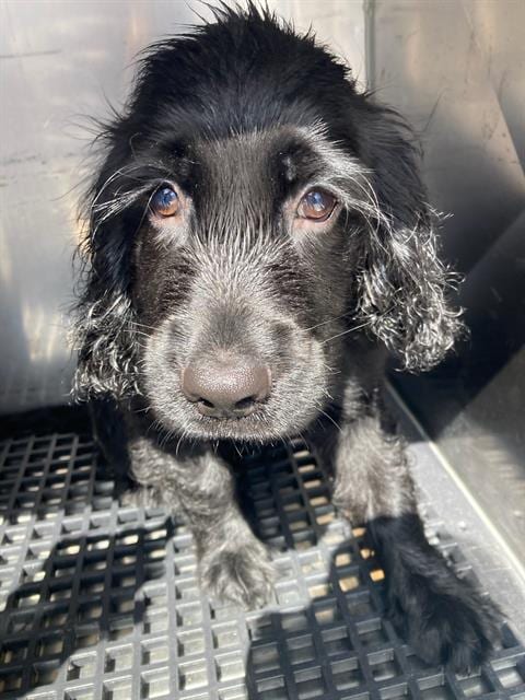 Photo of Tupac, adoptable Cocker Spaniel in Dallas, Texas