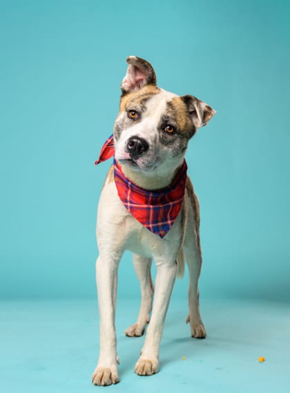 Photo of Tiger, adoptable dog in Atlanta, Georgia