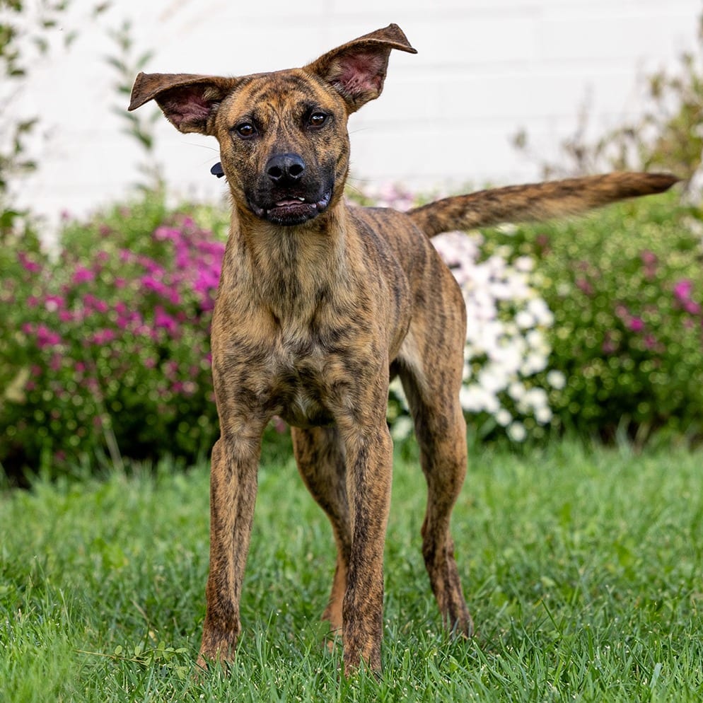 Photo of Oogie, adoptable Mixed Breed (Medium) in Council Bluffs, Iowa