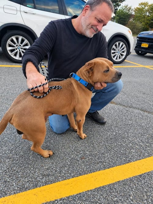 Photo of Grizzly, adoptable Terrier in Holbrook, New York