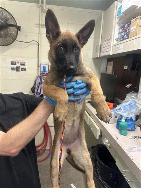 Photo of Matilda, adoptable Belgian Shepherd Malinois in Sacramento, California