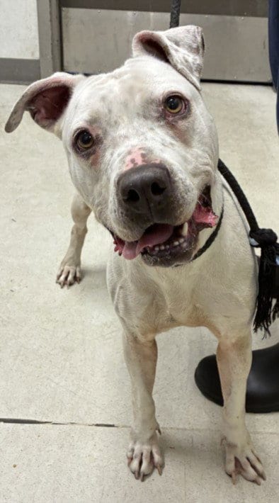 Photo of Lucy, adoptable Staffordshire Bull Terrier in Los Angeles, California
