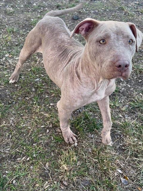 Photo of Lyanna, adoptable Pit Bull Terrier in Conroe, Texas