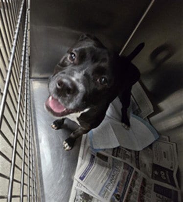 Photo of Hobbs, adoptable Pit Bull Terrier in Chatsworth, California
