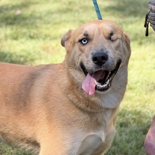 Photo of Popeye, adoptable Labrador Retriever in Yardley, Pennsylvania