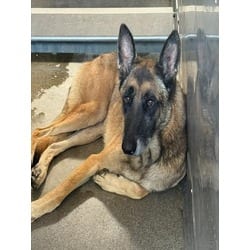Photo of Maverick, adoptable Belgian Malinois in San Bernardino, California