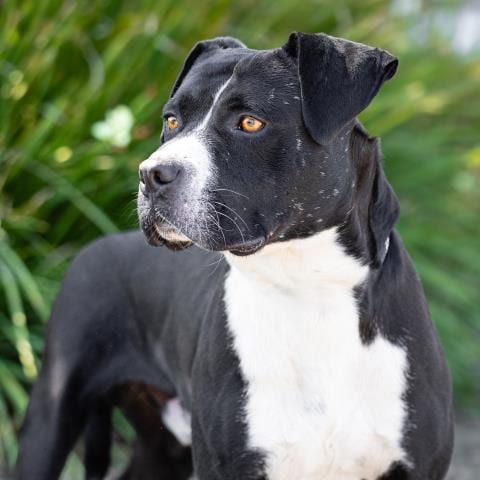 Photo of Antonio, adoptable Boxer in Camarillo, California