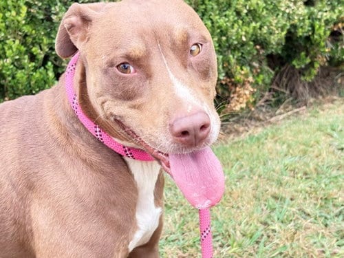 Photo of Princess, adoptable Catahoula Leopard Dog in Tulsa, Oklahoma