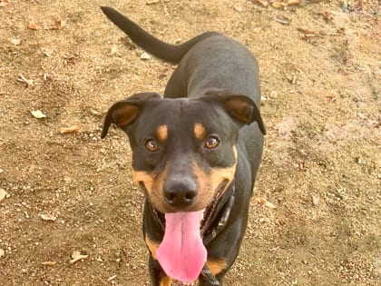 Photo of Randall, adoptable dog in Georgetown, Texas