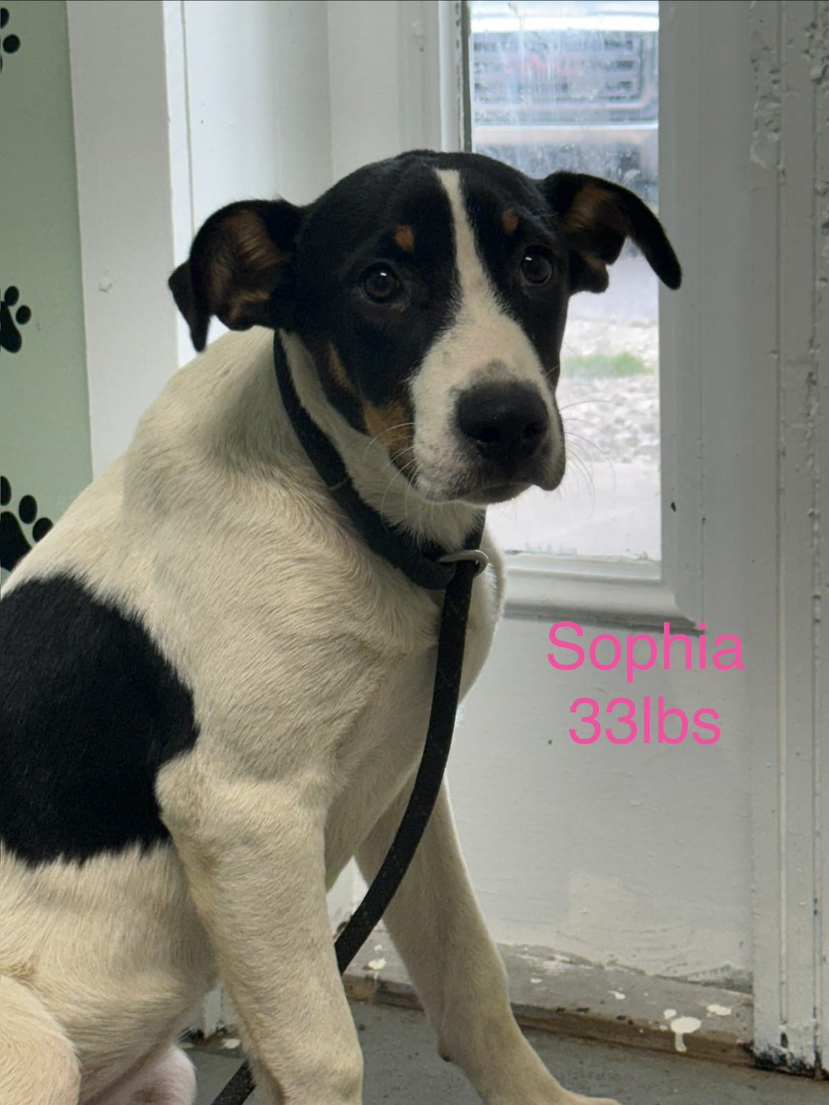 Photo of Sophia, adoptable Treeing Walker Coonhound in Fayetteville, West Virginia