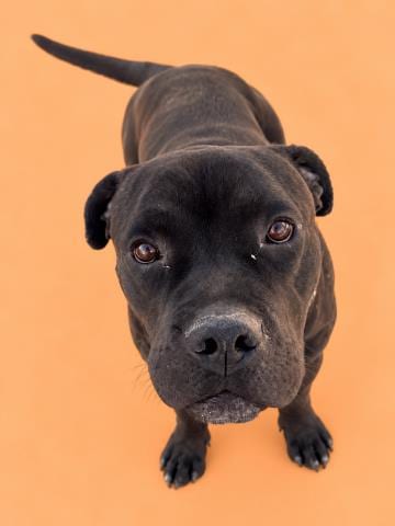 Photo of Barnaby, adoptable Cane Corso Mastiff in HESPERIA, California
