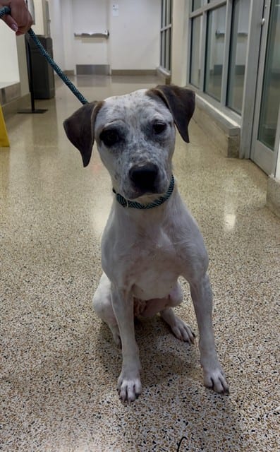 Photo of Brooklyn, adoptable Terrier in Miami, Florida