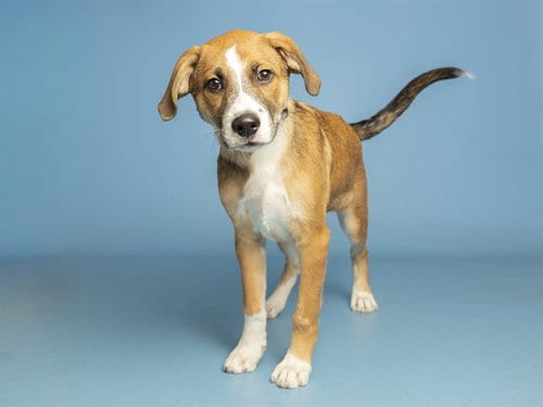 Photo of Snuffy, adoptable Australian Cattle Dog/Blue Heeler in Phoenix, Arizona