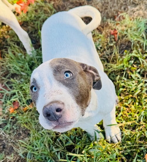 Photo of Ghost, adoptable Pit Bull Terrier in Claremore, Oklahoma