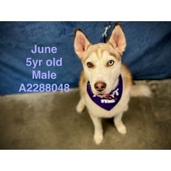 Photo of June, adoptable Husky in Chatsworth, California