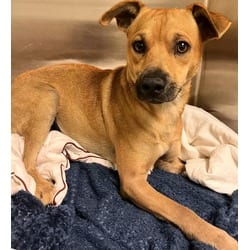 Photo of Lemont, adoptable Terrier (Unknown Type, Medium) in Doral, Florida