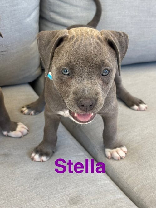Photo of Dolly’s Dreamers - Stella, adoptable American Staffordshire Terrier in San Diego, California
