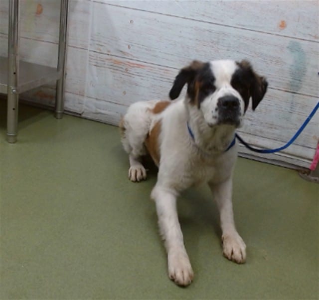 Photo of Senior St Bernard - Rough Coated, adoptable St Bernard - Rough Coated in Devore, California