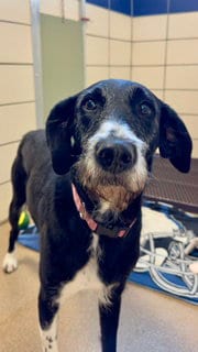 Photo of Jules, adoptable Schnauzer in Fort Wayne, Indiana