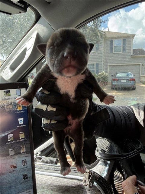 Photo of A663516, adoptable Pit Bull Terrier in Houston, Texas