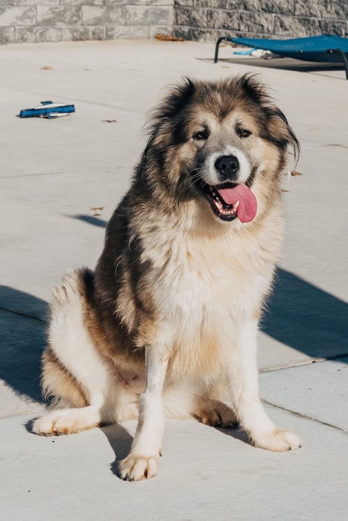Photo of Poptart, adoptable Great Pyrenees in Lancaster, Pennsylvania