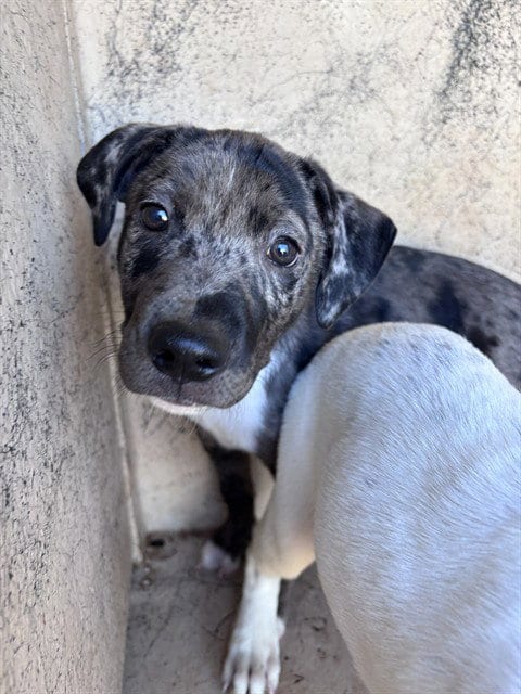 Photo of A481453, adoptable Catahoula Leopard Dog in Oklahoma City, Oklahoma