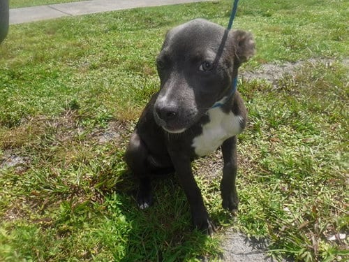 Photo of Layla, adoptable Terrier in Miami, Florida