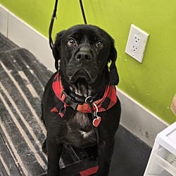 Photo of Barnabus, adoptable Labrador Retriever Terrier (Unknown Type, Medium) in Beverly Hills, California