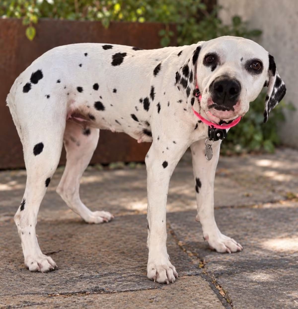 Photo of Cadpig, adoptable Dalmatian in Reno, Nevada