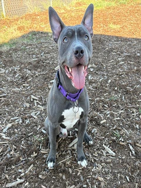 Photo of Scrim, adoptable American Pit Bull Terrier in Denver, Colorado