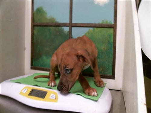Photo of A2098366, adoptable Staffordshire Bull Terrier in Houston, Texas