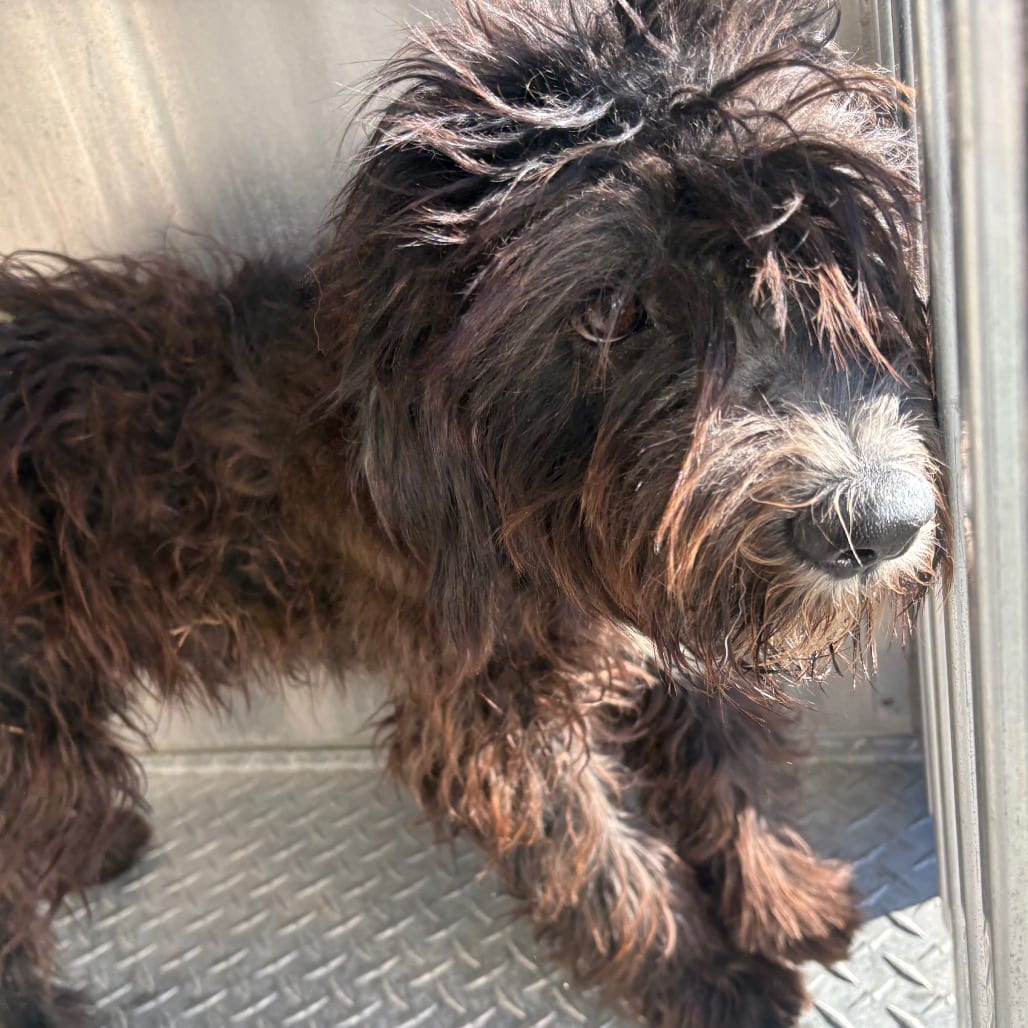 Photo of Dusty, adoptable Poodle / Mix in Brownsville, Texas