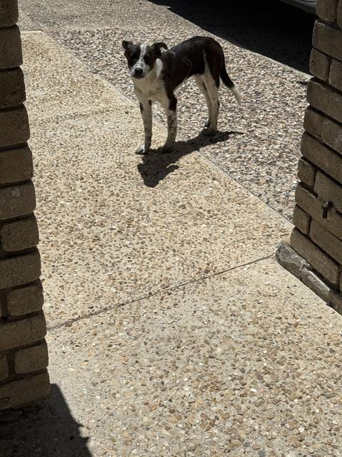 Photo of Pup, adoptable Terrier in San Antonio, Texas