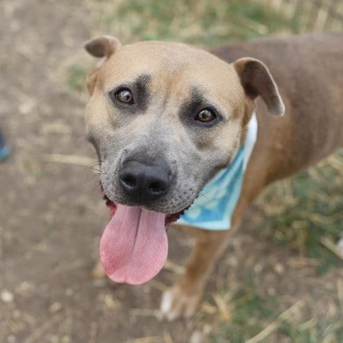 Photo of Duke, adoptable American Staffordshire Terrier in San Antonio, Texas