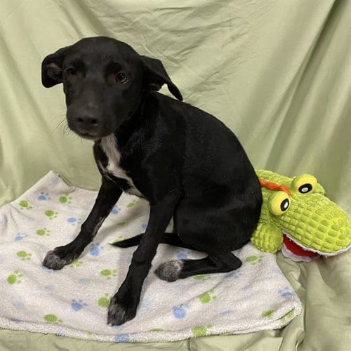 Photo of Lilith, adoptable Border Collie in Modesto, California