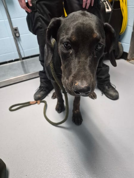 Photo of Magnolia, adoptable Hound cross in Lawrenceville, Georgia