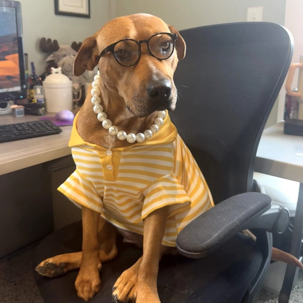 Photo of Daisy, adoptable Mixed Breed (Medium) in St. Charles, Missouri