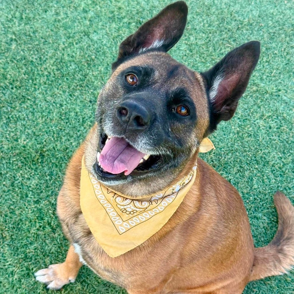 Photo of Parker, adoptable Shepherd / Mixed Breed (Large) in Henderson, Nevada