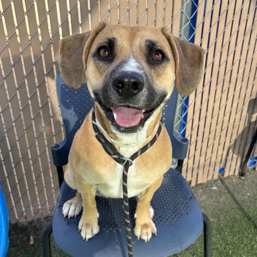 Photo of Diva, adoptable American Pit Bull Terrier in Mesa, Arizona
