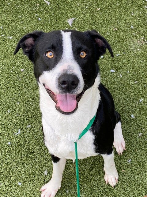 Photo of Aragorn, adoptable Labrador Retriever in Fayetteville, North Carolina