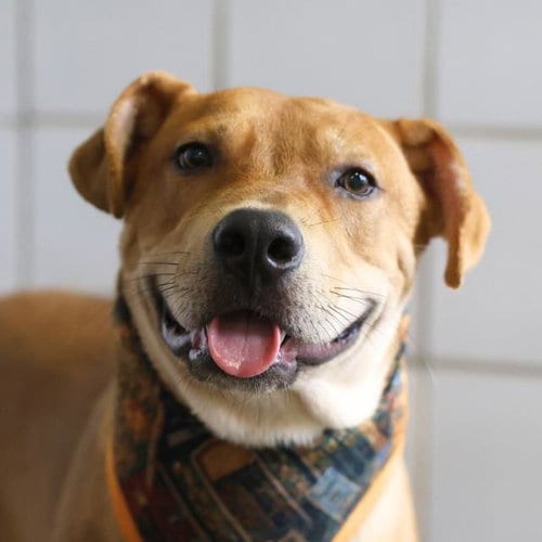 Photo of Rey, adoptable Labrador Retriever in San Antonio, Texas
