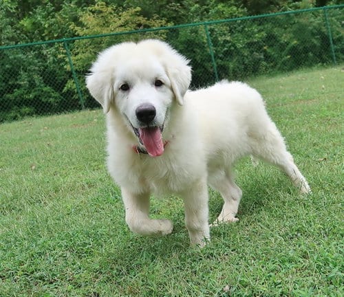 Photo of Rick, adoptable Great Pyrenees in Belleville, Illinois