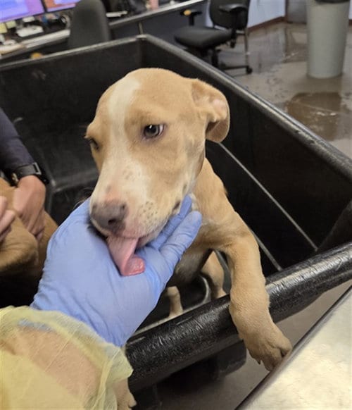 Photo of Coco, adoptable American Pit Bull Terrier in Phoenix, Arizona