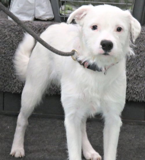 Photo of Paintball, adoptable Terrier in Herndon, Virginia