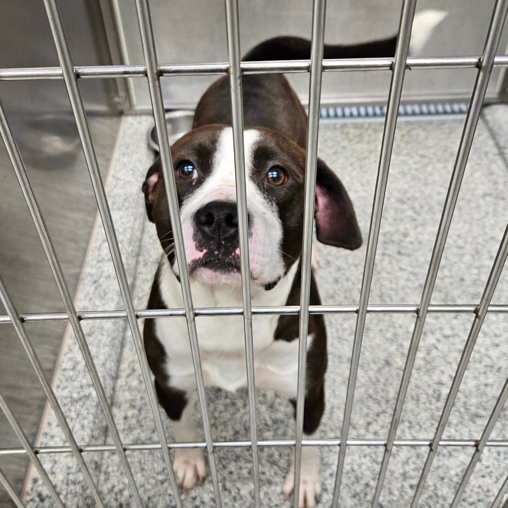 Photo of Oreo, adoptable Terrier, Pit Bull in Jacksonville, North Carolina