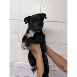 Photo of Tiny, adoptable German Shepherd Dog in San Bernardino, California