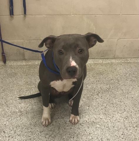 Photo of A432443, adoptable American Pit Bull Terrier in Conroe, Texas