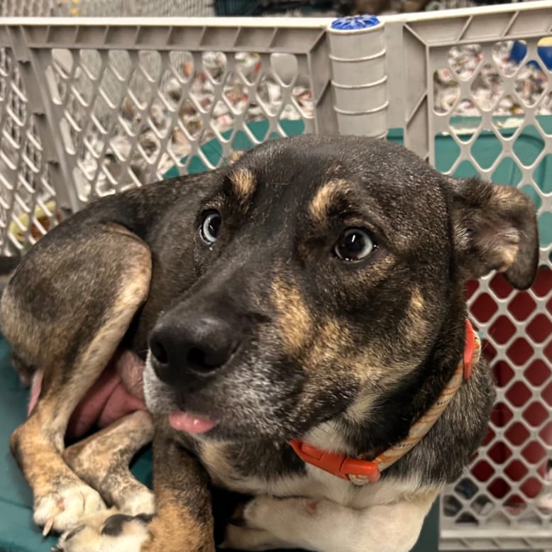 Photo of Trivia, adoptable Mixed Breed (Medium) in DeKalb, Illinois
