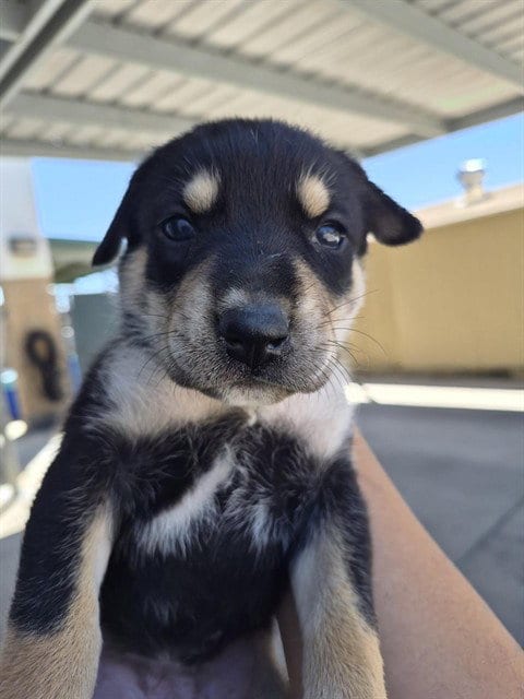 Photo of A170524, adoptable German Shepherd Dog in Bakersfield, California