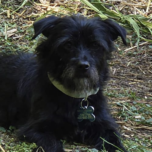 Photo of Walnut, adoptable Maltese in Cary, North Carolina